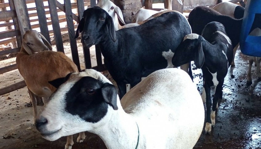 ASN Piauí - Agência Sebrae de Notícias