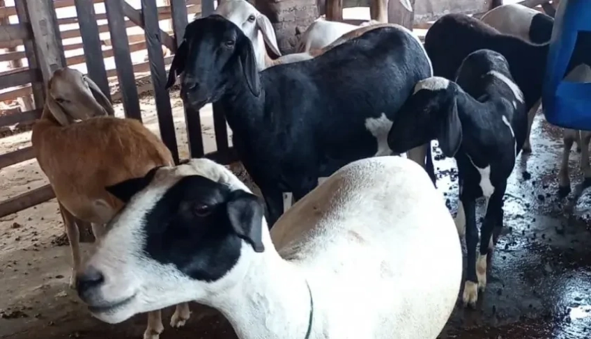 ASN Piauí - Agência Sebrae de Notícias